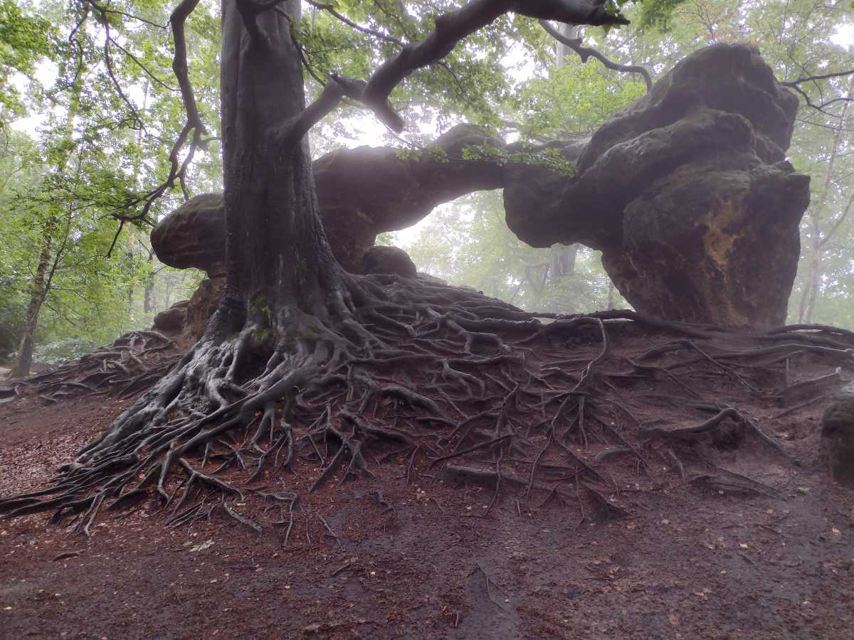 Malířská cesta Labskými pískovci – putování po Saském Švýcarsku (Německo)