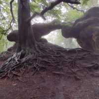 Malířská cesta Labskými pískovci – putování po Saském Švýcarsku (Německo)