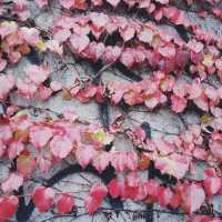 Michaela Jaterková na konferenci v Lausanne představila svůj magisterský projekt